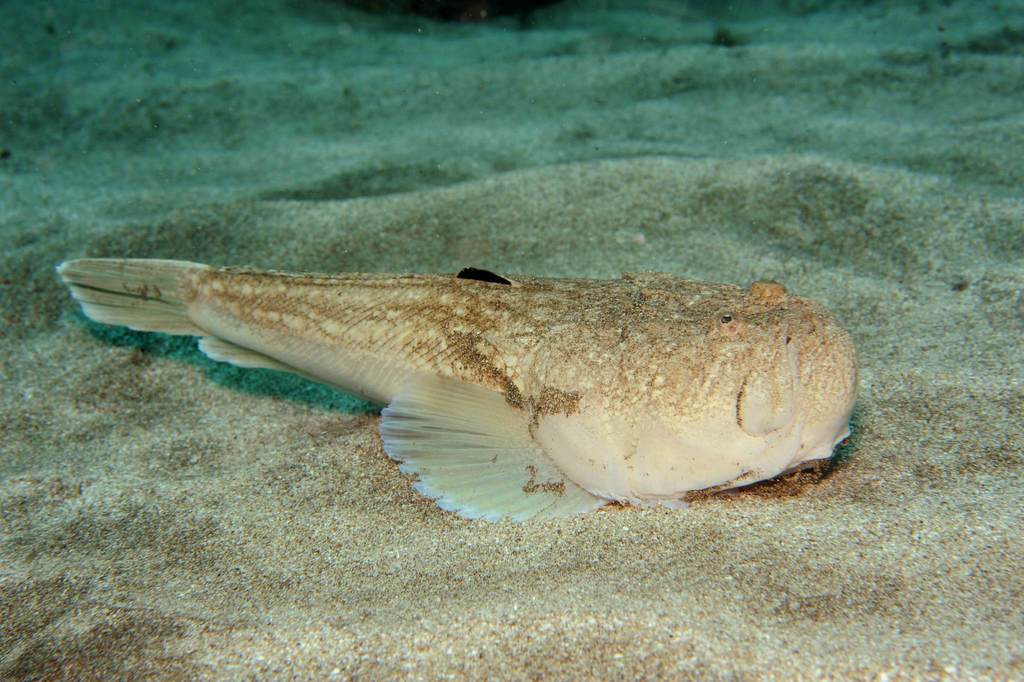 Atlantic Stargazer