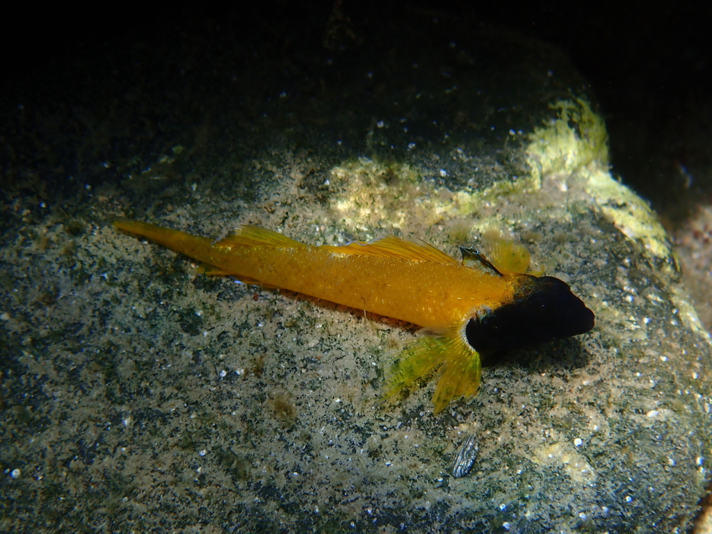 Black-faced blenny