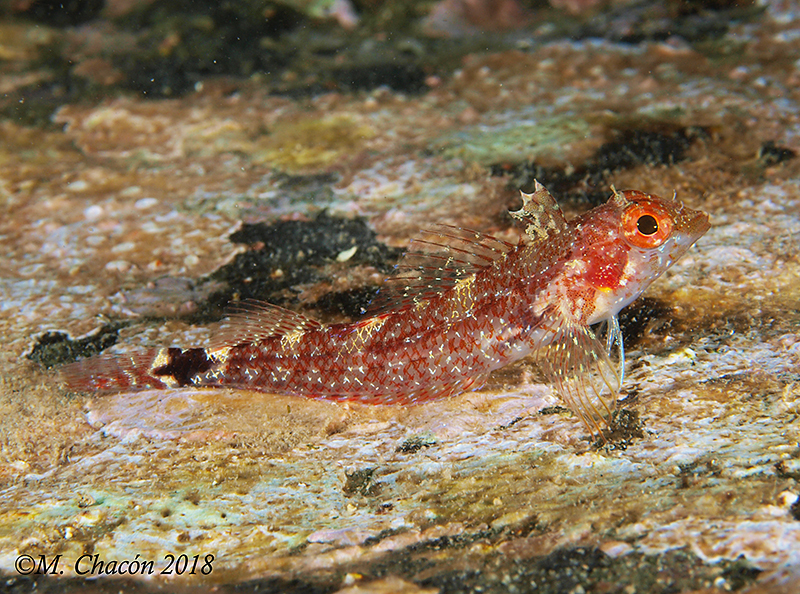 Black-faced blenny