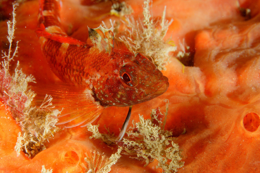 Black-faced blenny