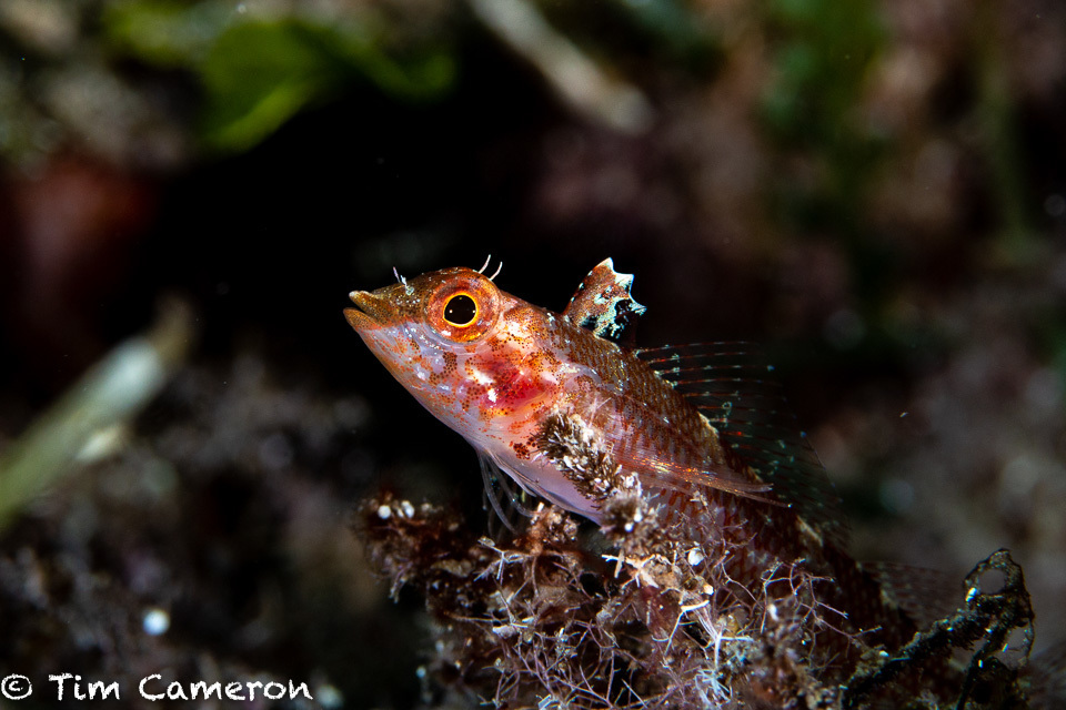 Black-faced blenny