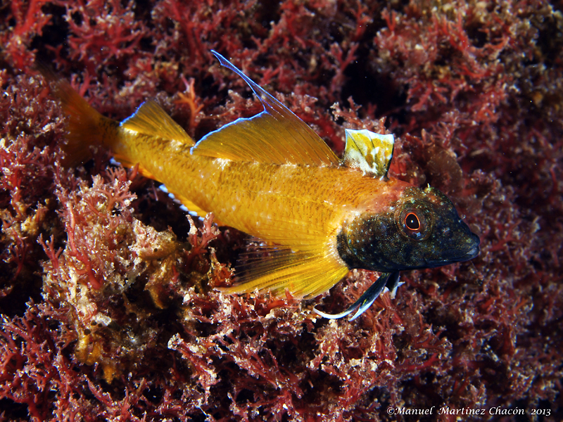Black-faced blenny