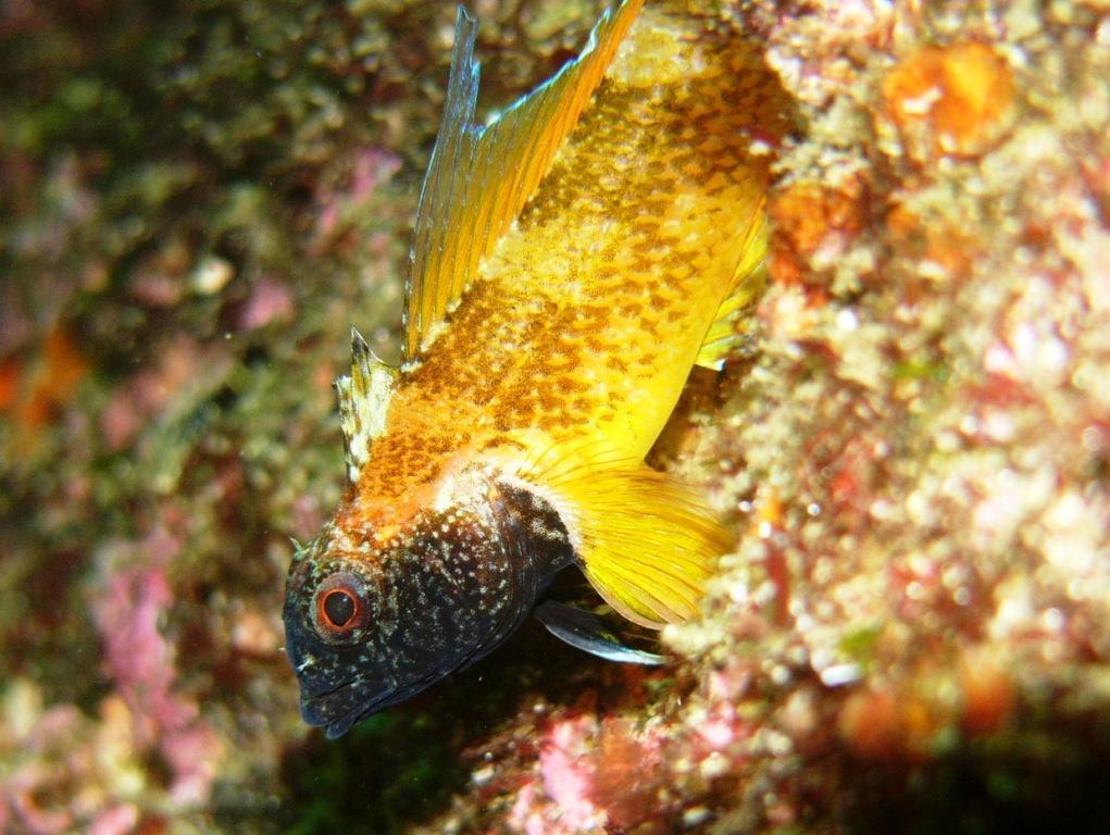 Black-faced blenny