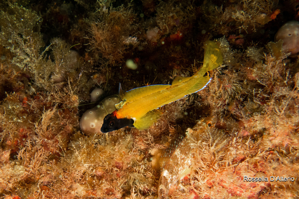 Black-faced blenny