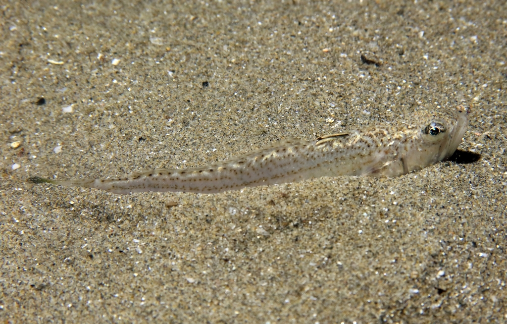 Lesser Weever