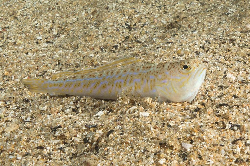 Greater Weever