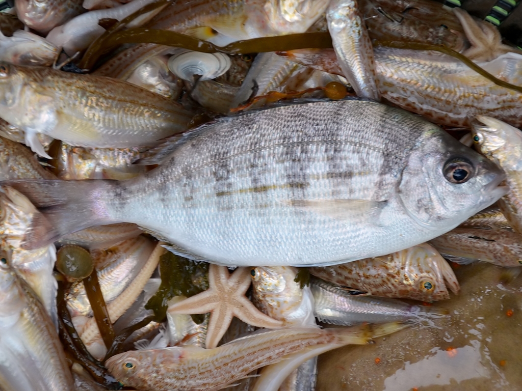 Black Seabream