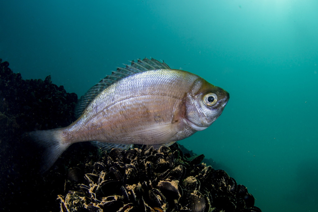 Black Seabream