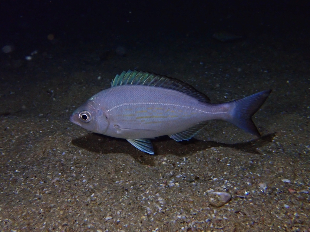 Black Seabream