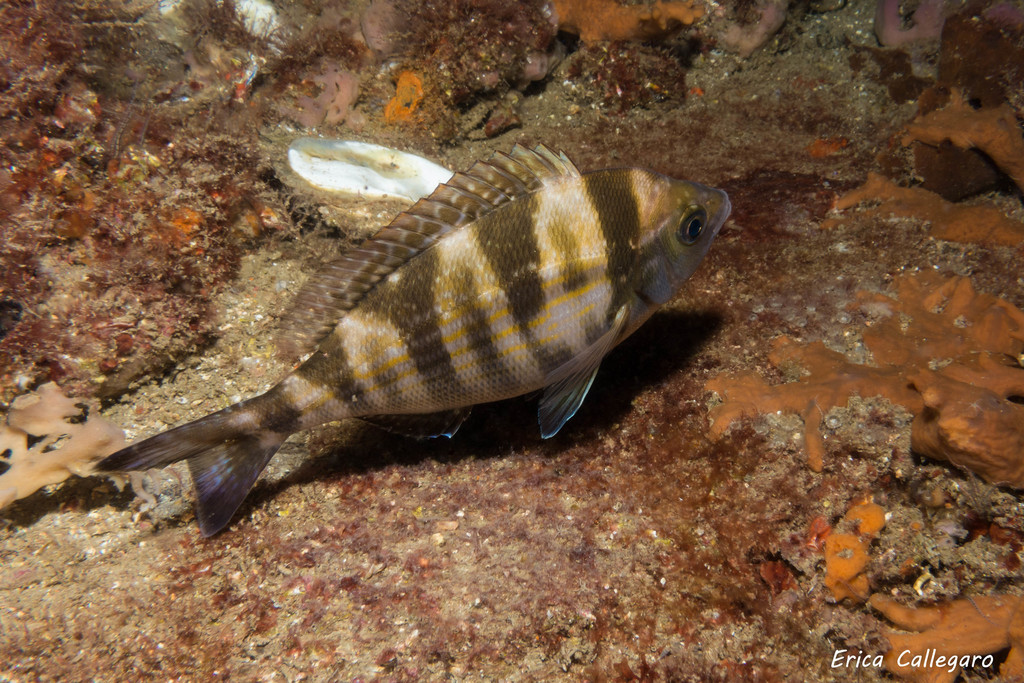 Black Seabream