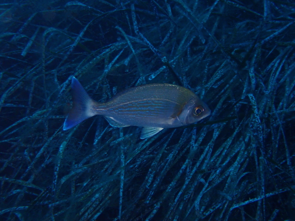 Black Seabream