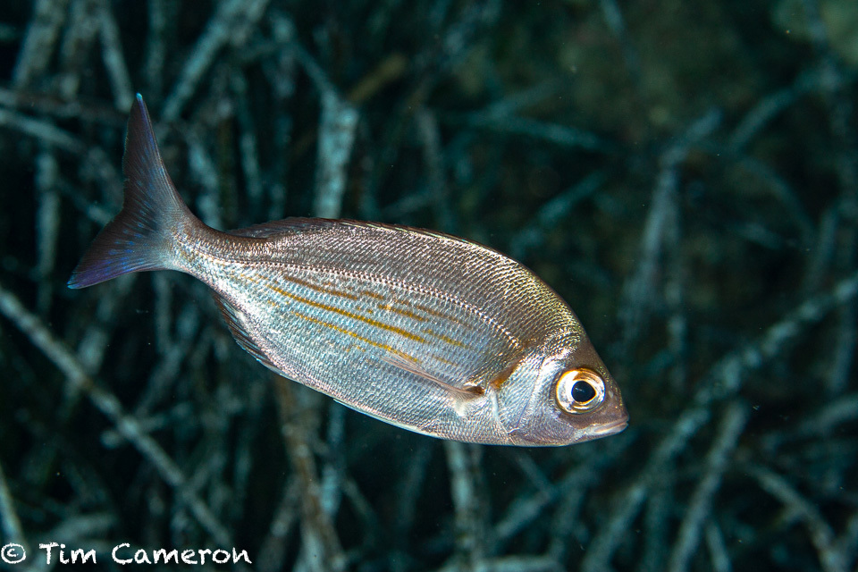 Black Seabream
