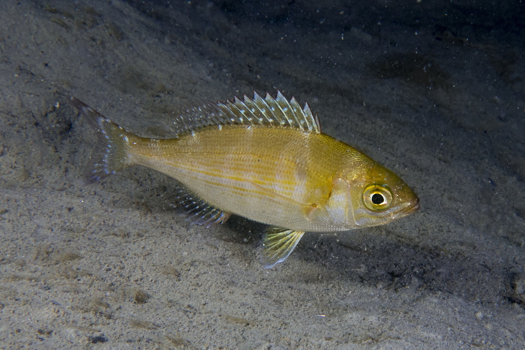 Black Seabream