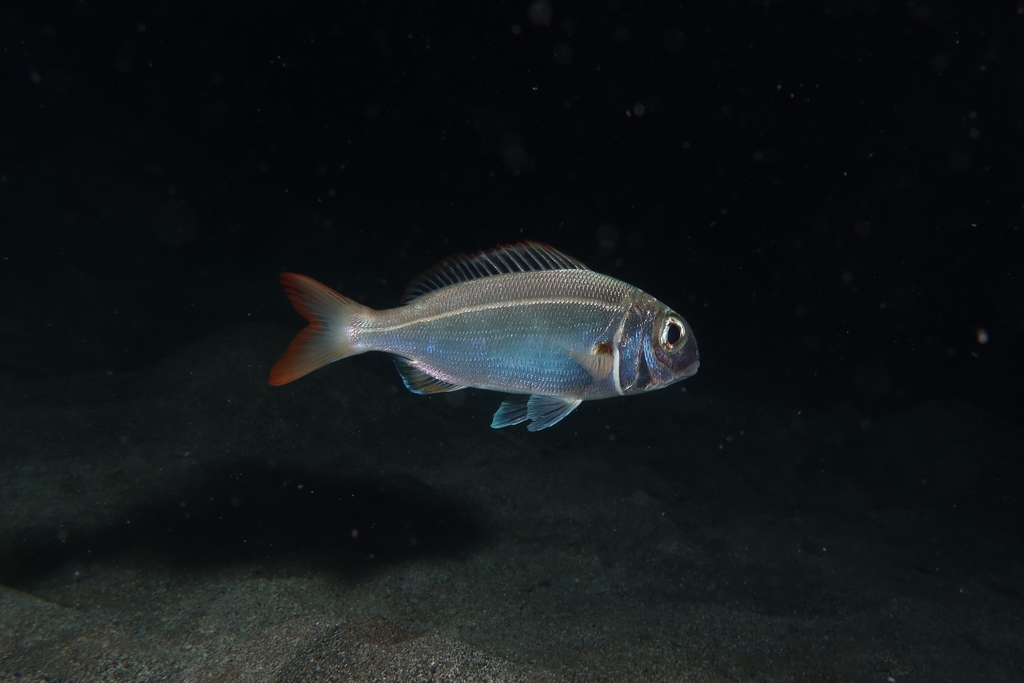 Axillary Seabream