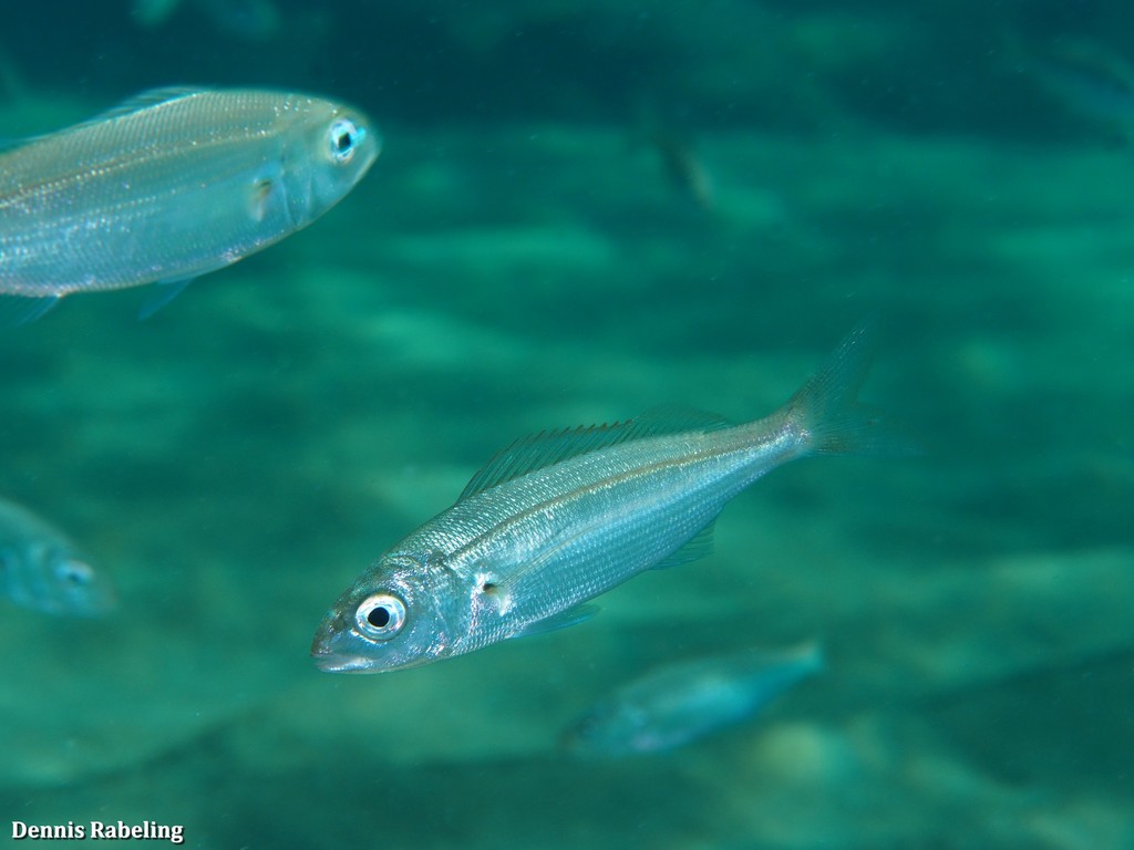 Axillary Seabream