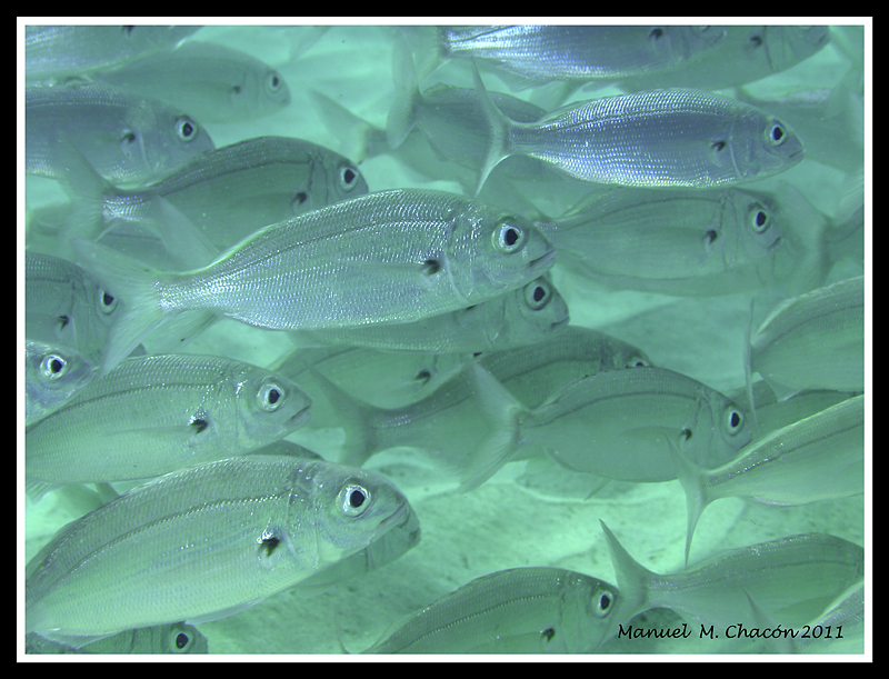 Axillary Seabream