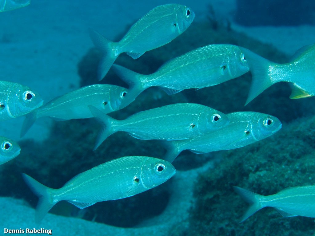 Axillary Seabream