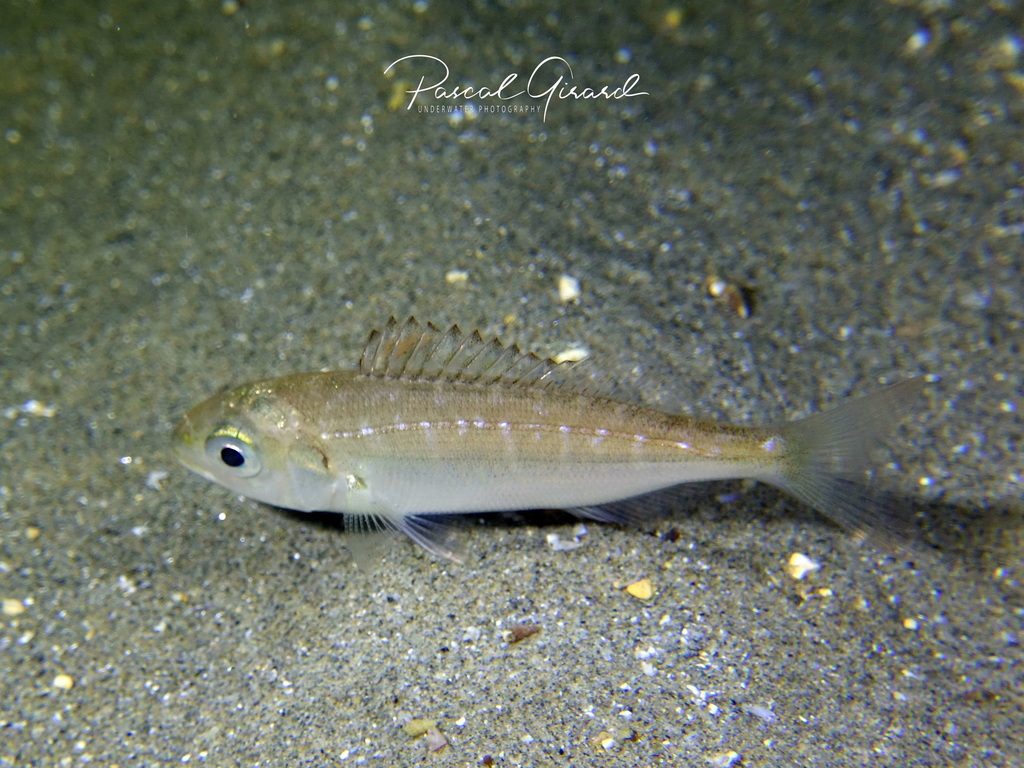 Axillary Seabream