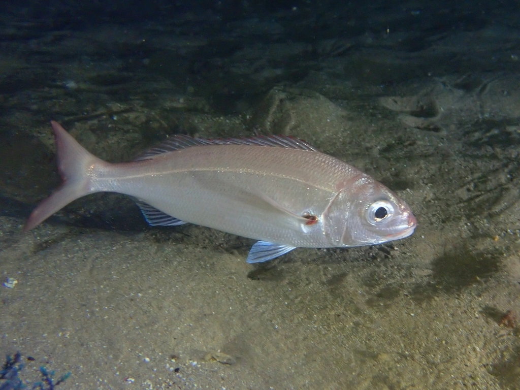 Axillary Seabream