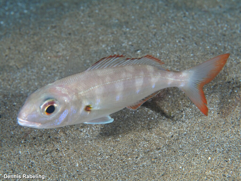 Axillary Seabream