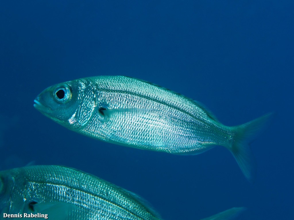 Axillary Seabream