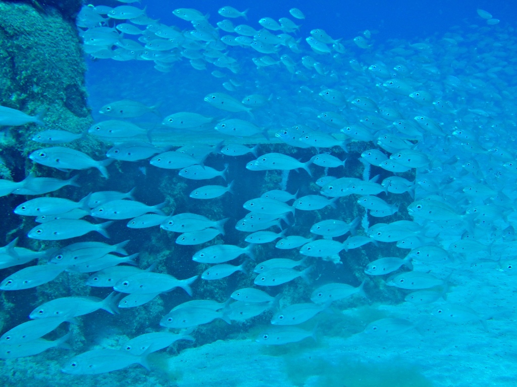 Axillary Seabream