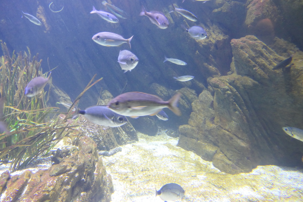 Blackspot Seabream