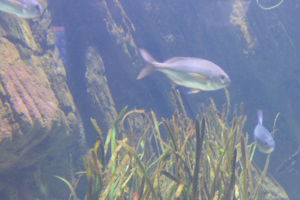 Blackspot Seabream