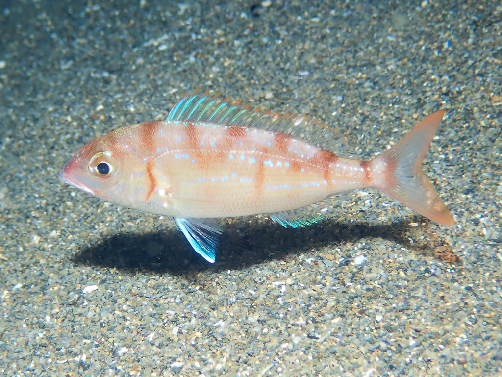 Common Pandora