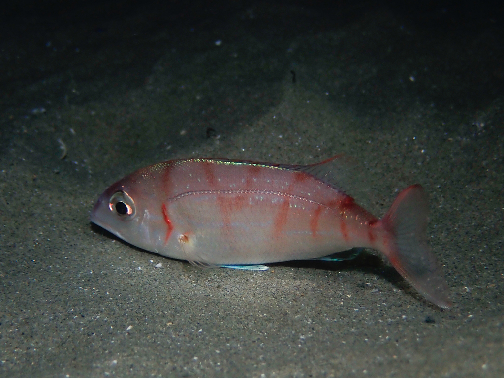 Common Pandora