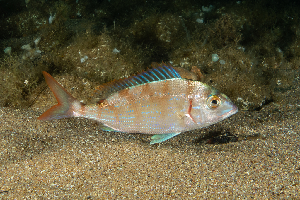Common Pandora