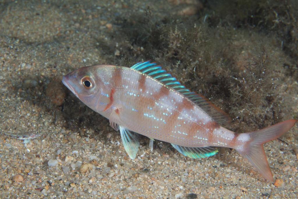 Common Pandora