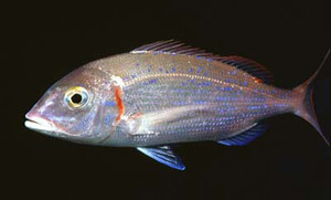 Common Pandora