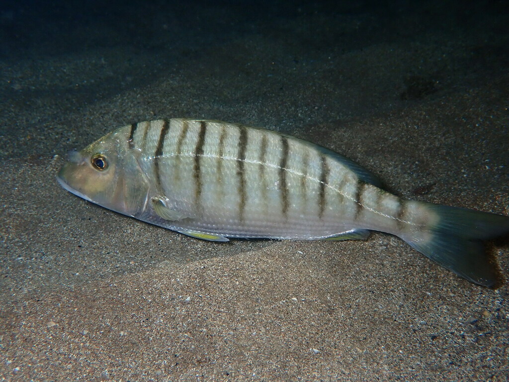 Striped Seabream