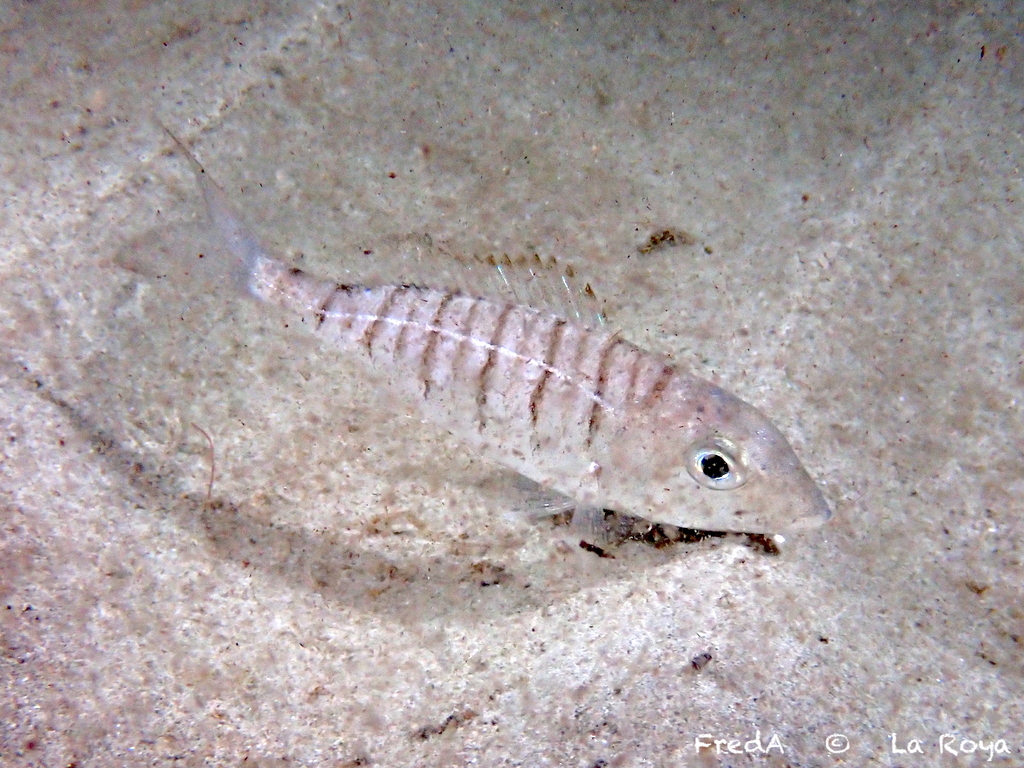 Striped Seabream