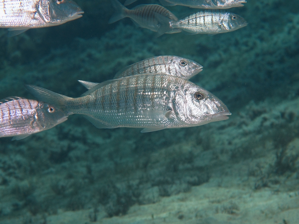 Striped Seabream