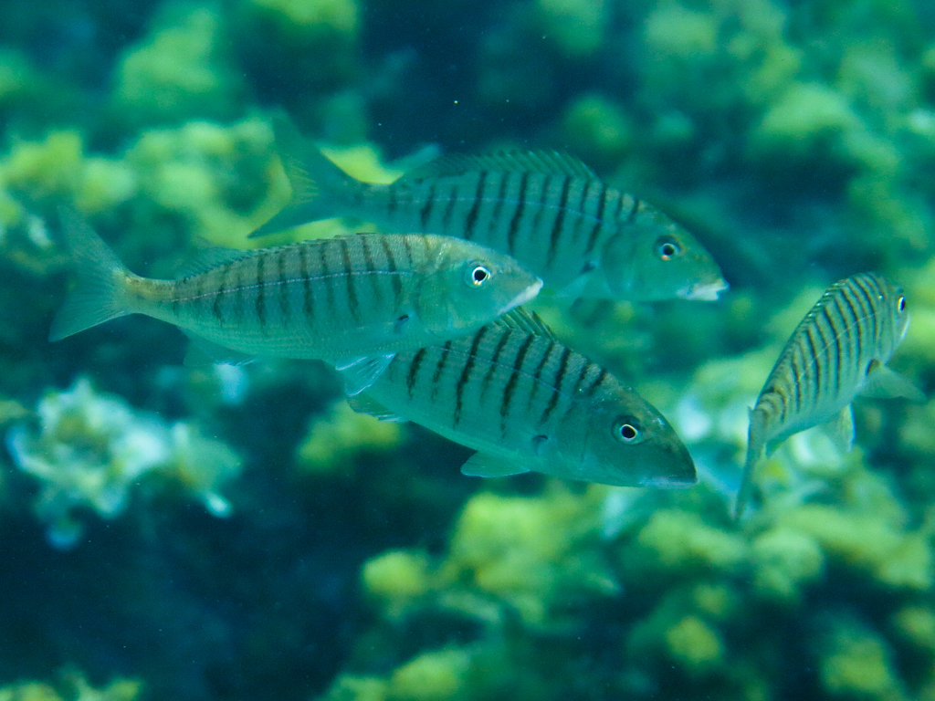 Striped Seabream
