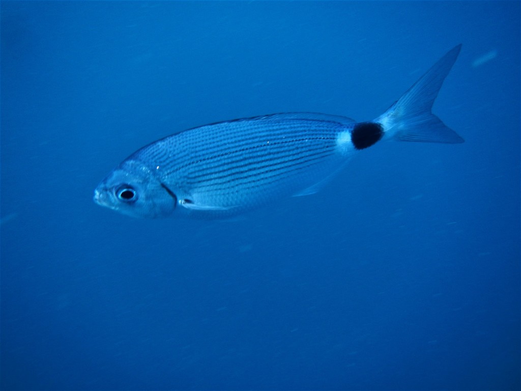 Saddled Seabream