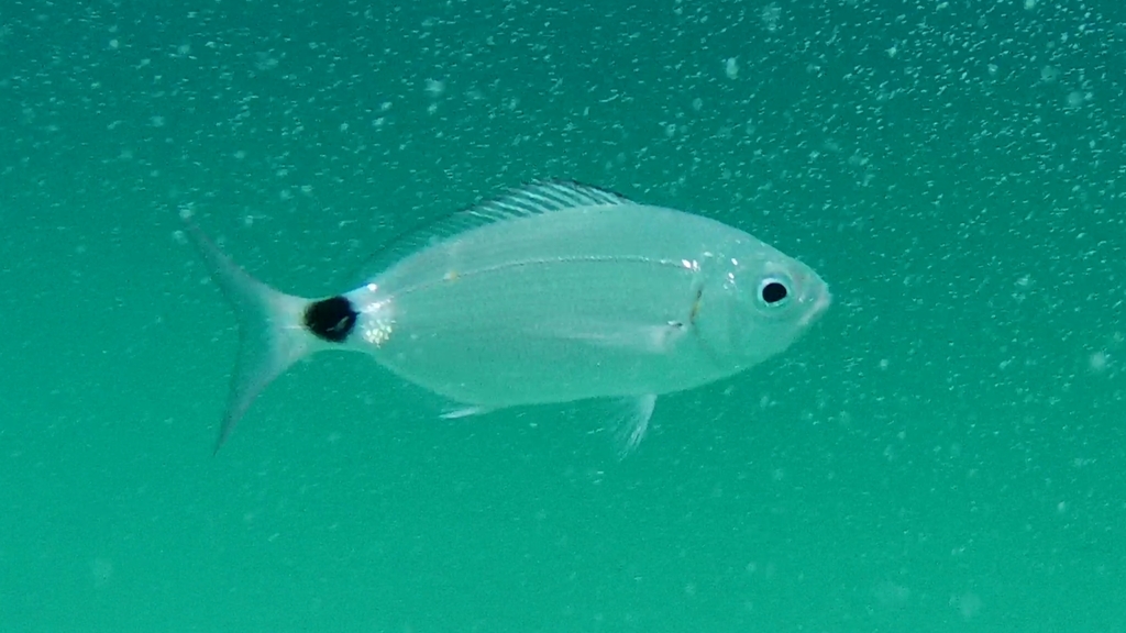 Saddled Seabream