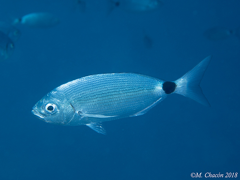 Saddled Seabream