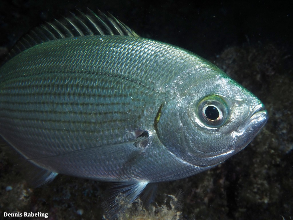 Saddled Seabream