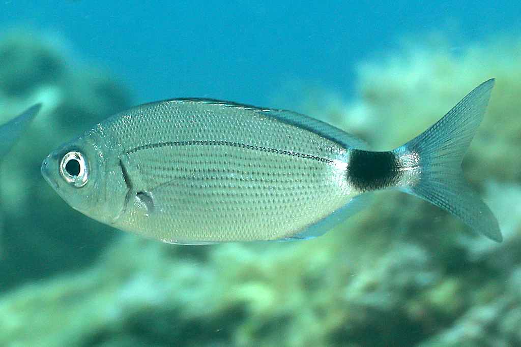 Saddled Seabream