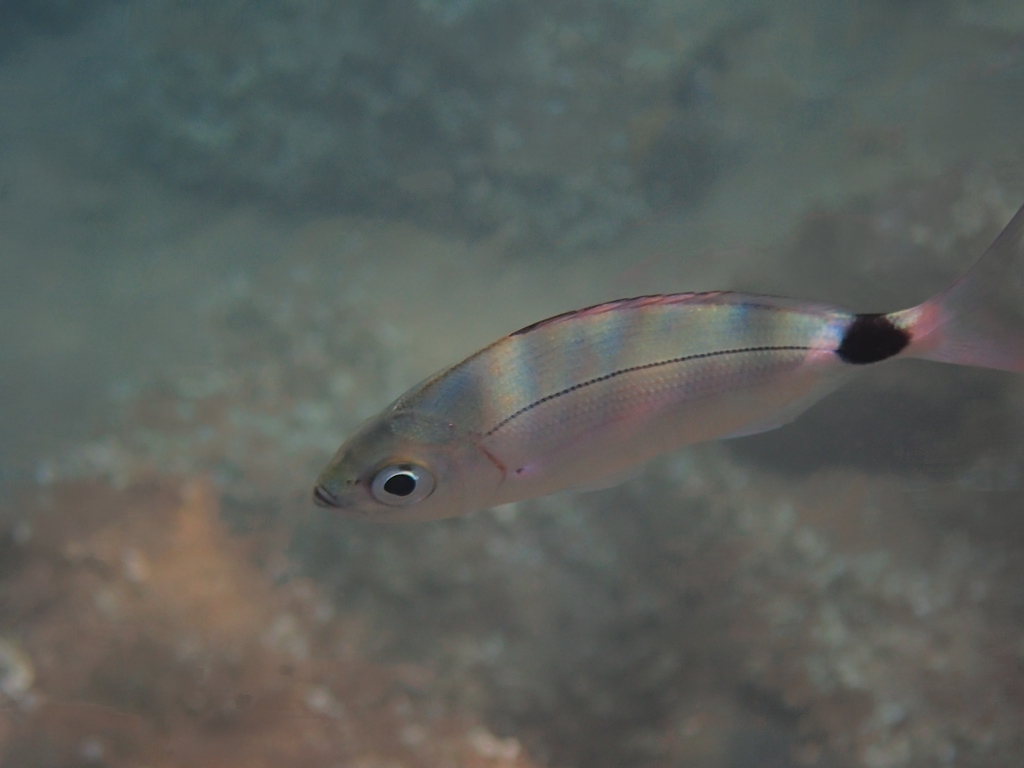 Saddled Seabream