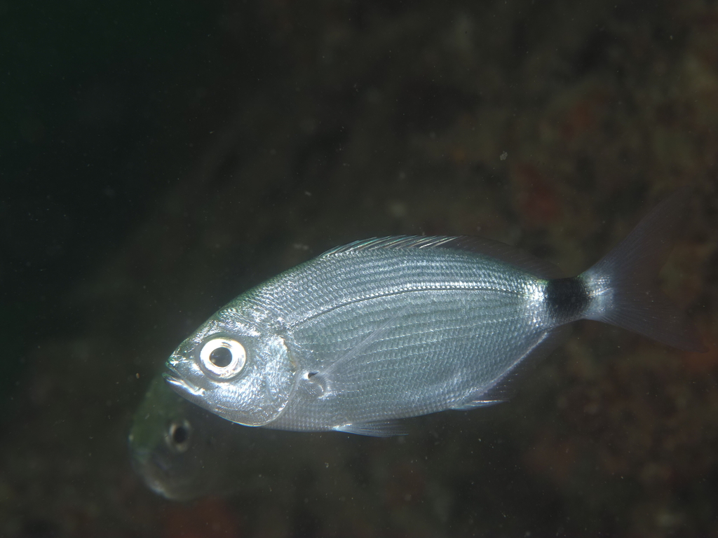 Saddled Seabream