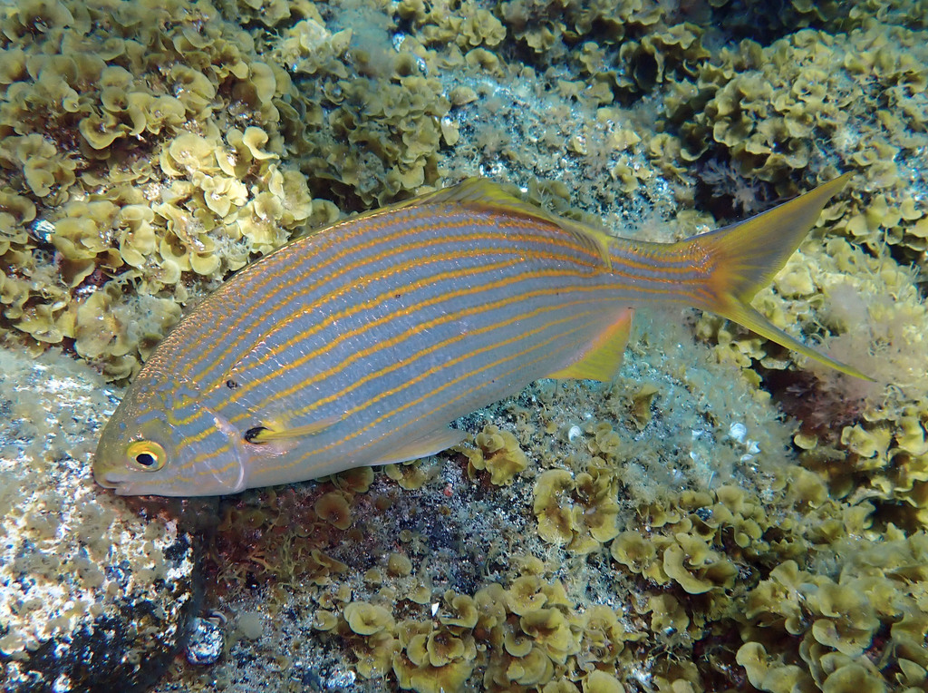 Salema Porgy