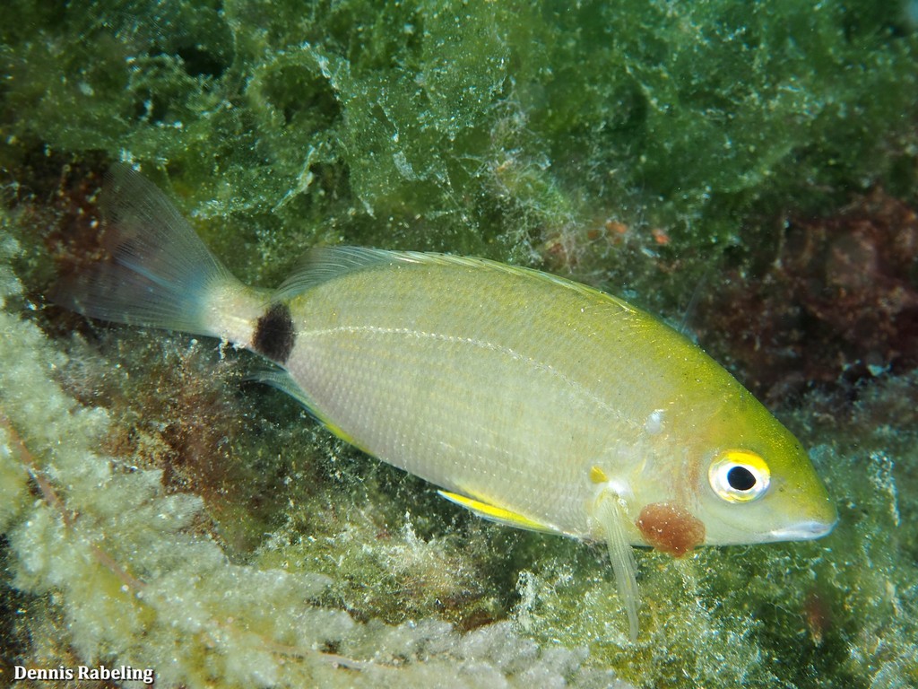 Annular Seabream