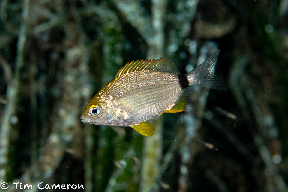 Annular Seabream