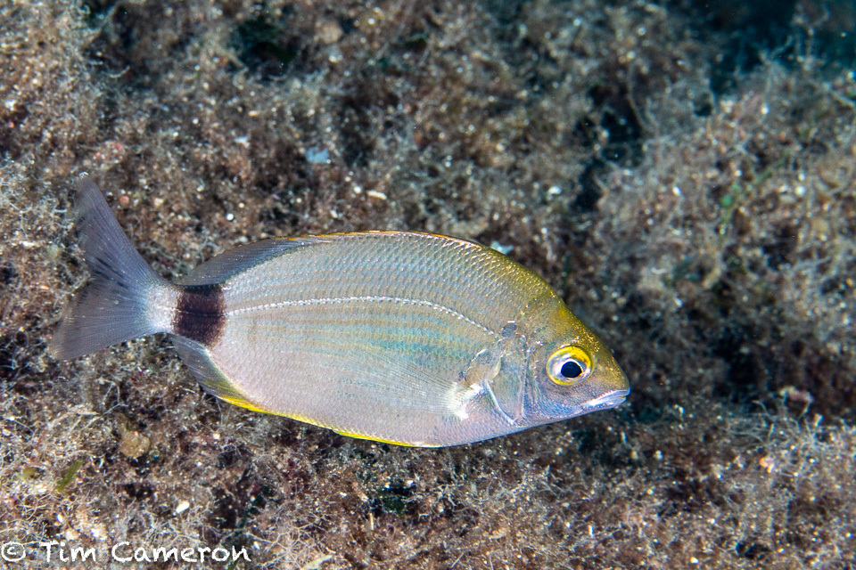 Annular Seabream