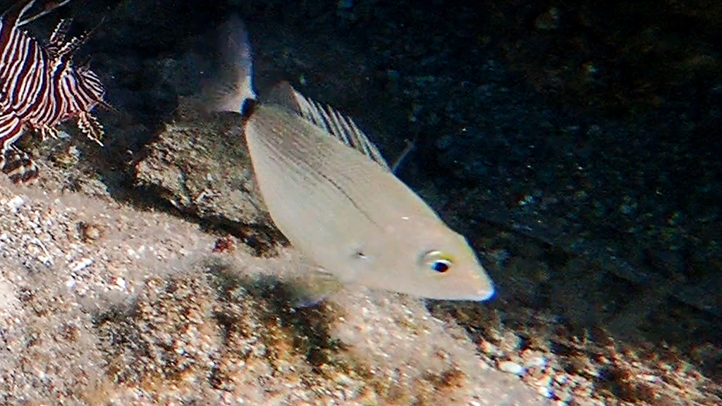 Annular Seabream