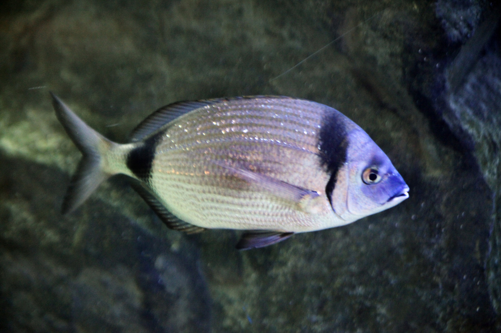 Common Two-banded Seabream